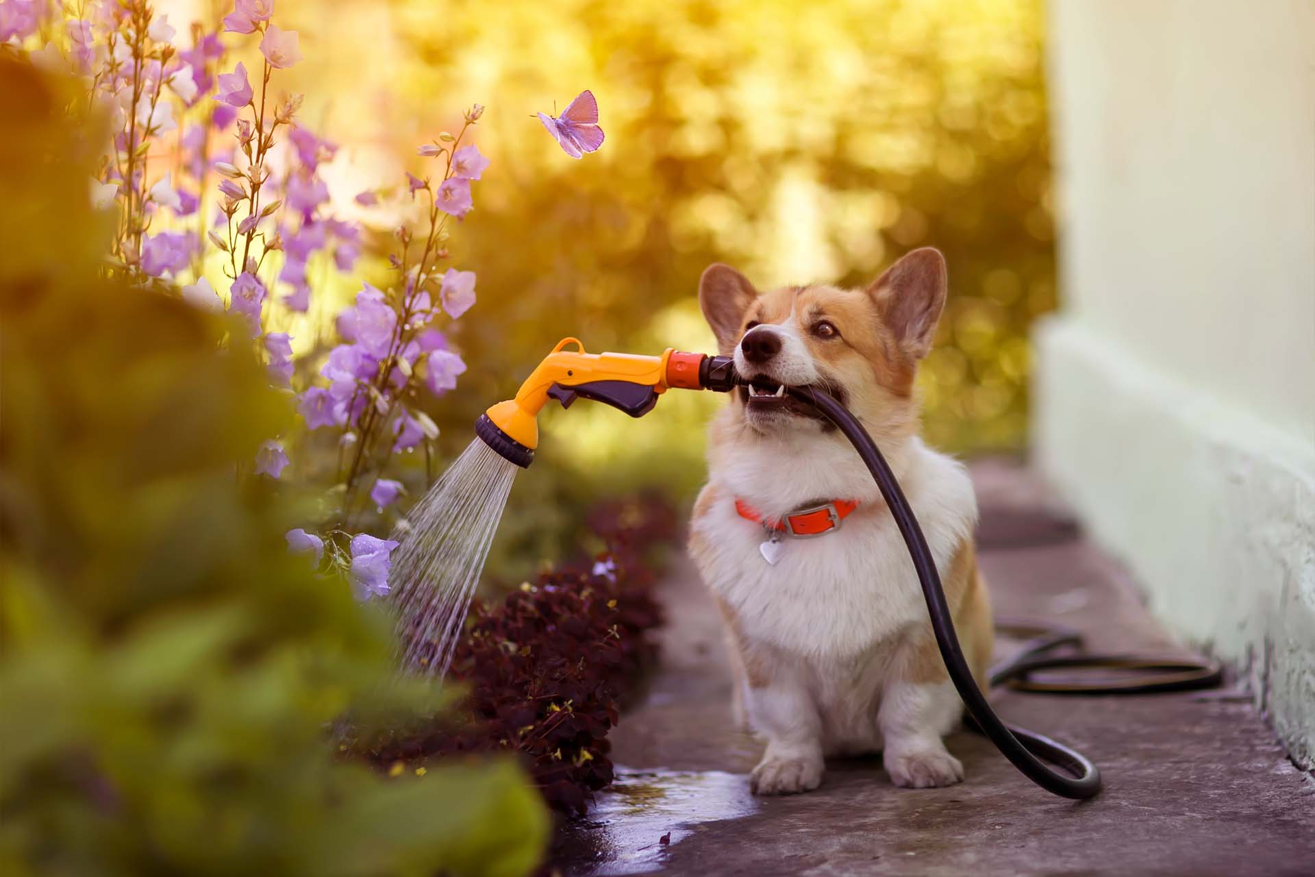 Perro regando plantas - Semillero El Manantial