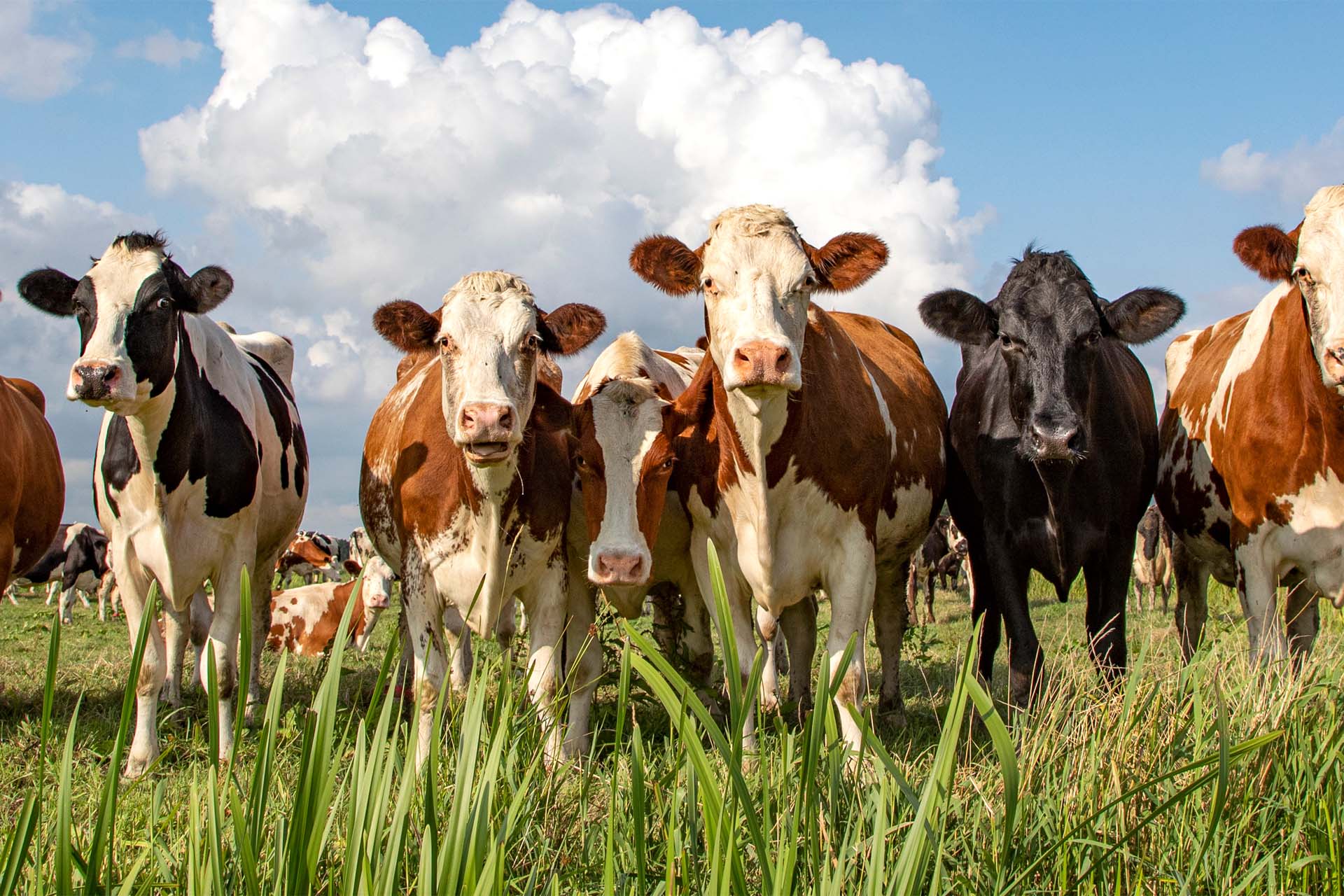 Vacas - Semillero El Manantial